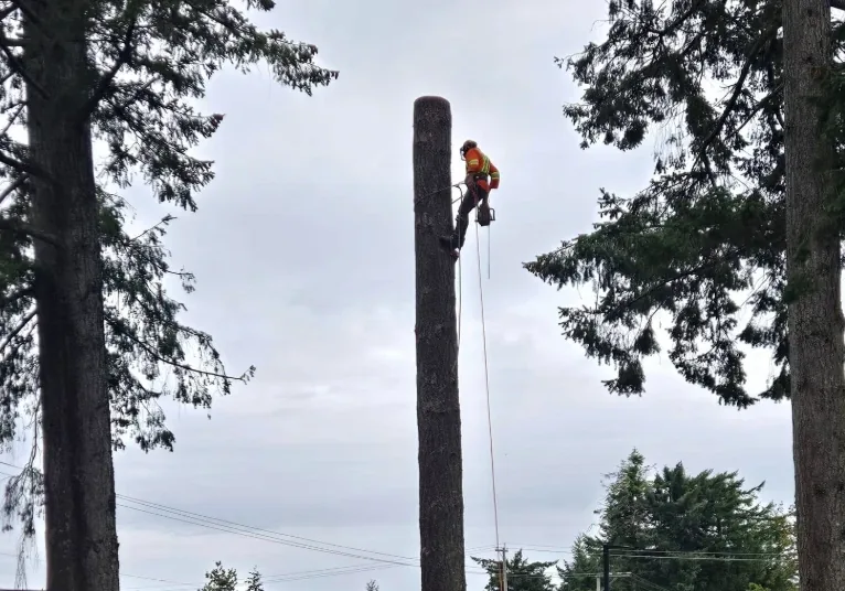 CLAY-NOR climber roped in at the top of a tall tree trunk