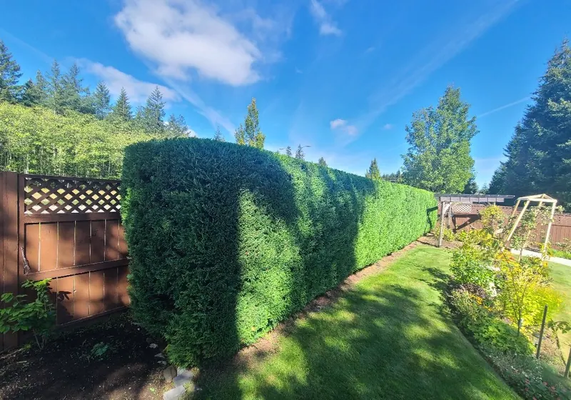 Freshly trimmed tall hedge along a backyard fence