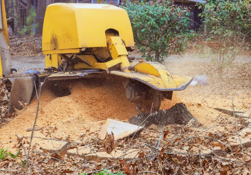 Stump grinder cutting a tree stump down into wood chips