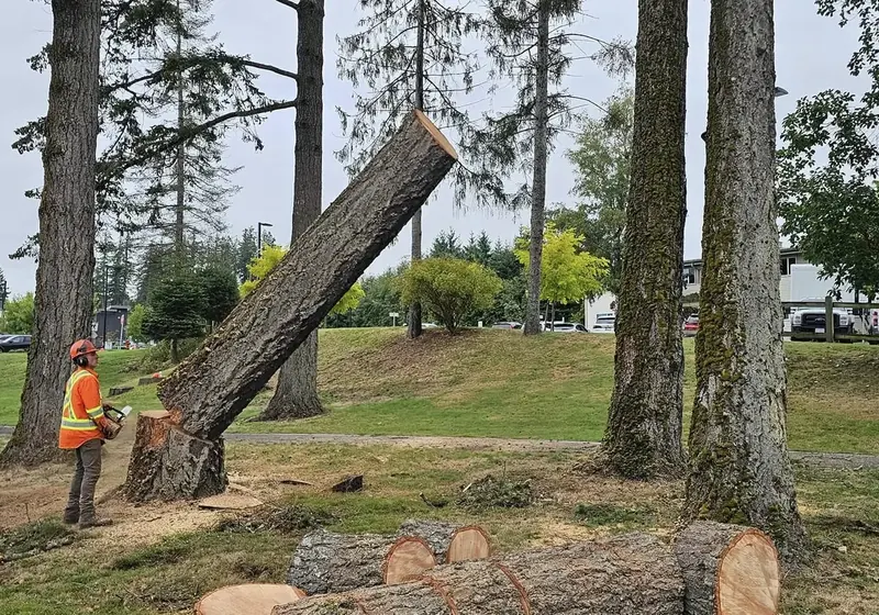 CLAY-NOR crew member felling a tree in a park